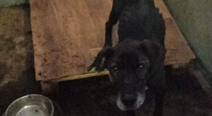 Поредният ужасен приют за кучета: Затворени, недохранени, измъчени