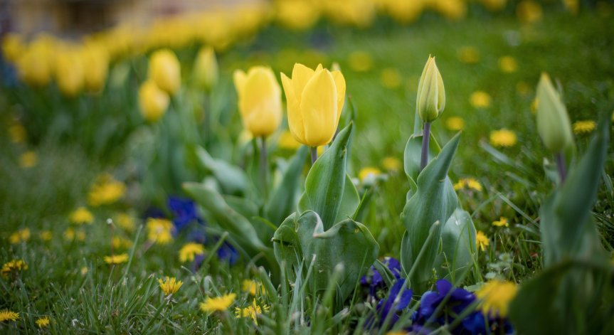 Следобедни превалявания на изолирани места.