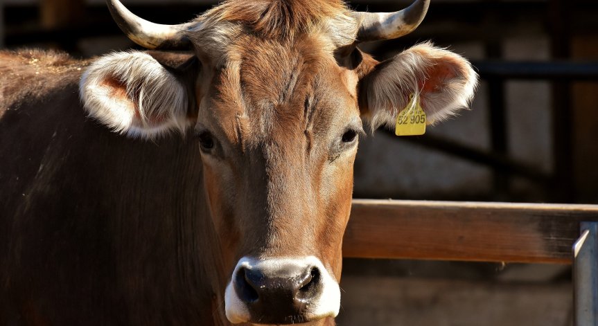 Отпускат 37 хил. лв. на собственика на отровените крави