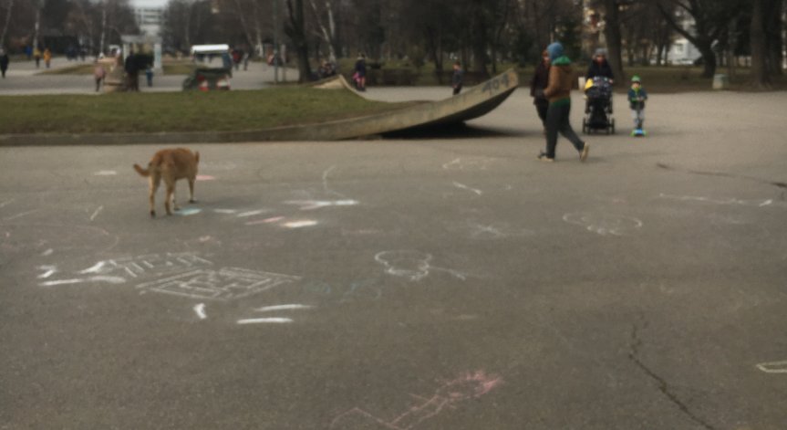 Редица сигнали за свободно пуснати кучета в столични паркове