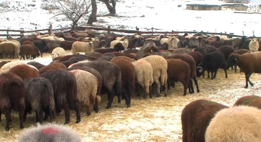 В МЗХ беше обсъдена актуалната ситуация с карантинираните стада.