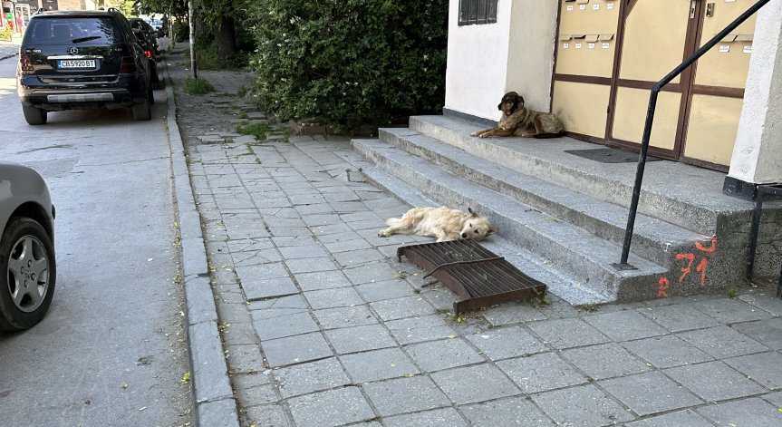 Събират се на глутница, спускат се на хора: Пореден сигнал за агресивни кучета в София