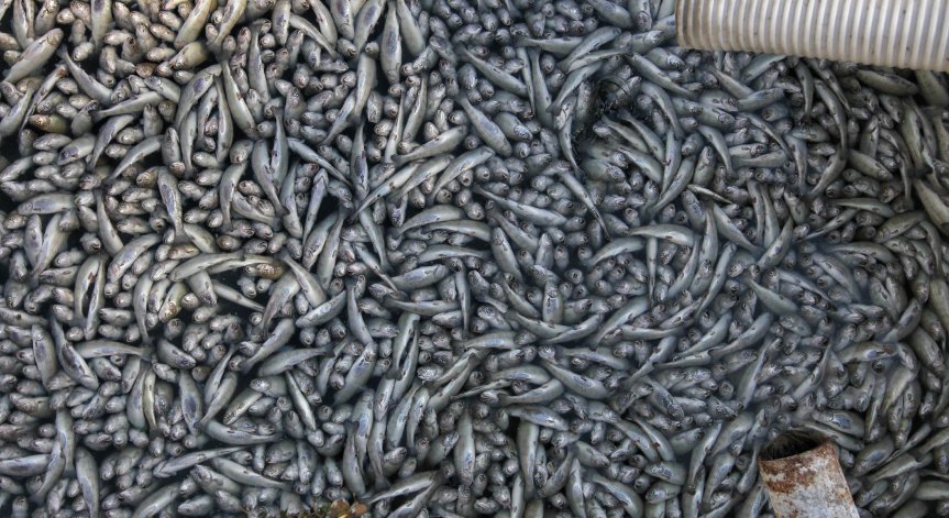 Риск от екологична катастрофа в Своге, няма решение на проблема с измрялата риба