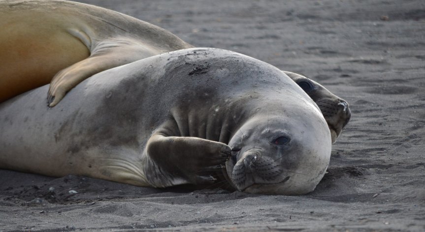 Откриха над 7 000 мъртви тюлена на плаж в Намибия