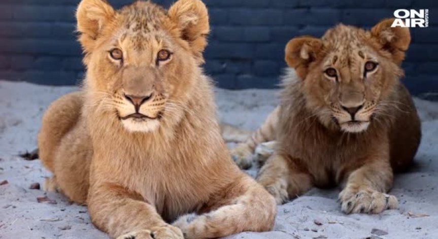 Малки лъвчета? Терез и Масуд вече са големи и красиви котки