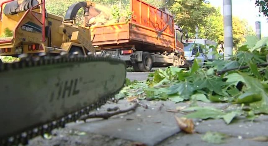 Акция срещу изсъхналите дървета в Борисовата градина