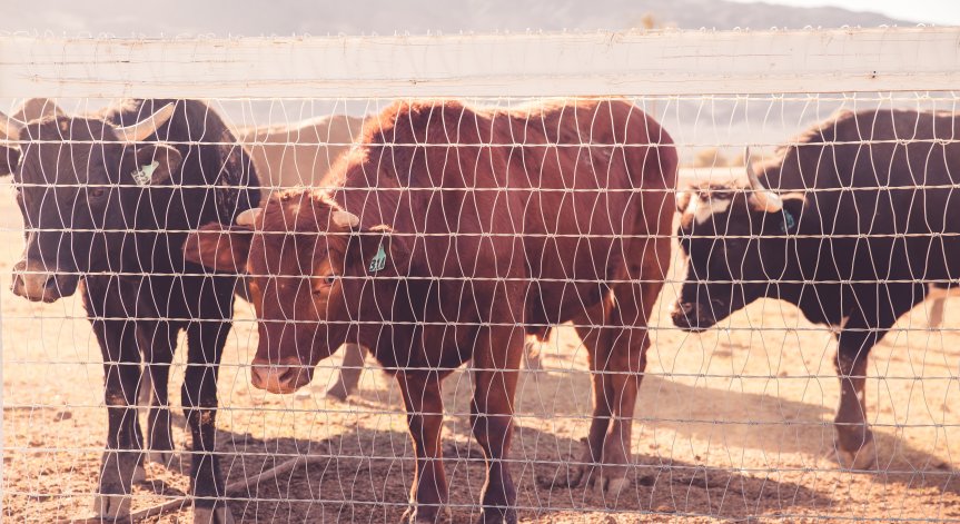 Бик наръга в корема работник в Монтанско, мъжът е в критично състояние