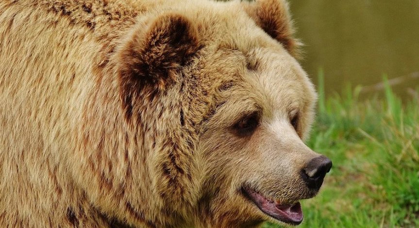 Прибираме мече, отглеждано в лоши условия в Северна Македония