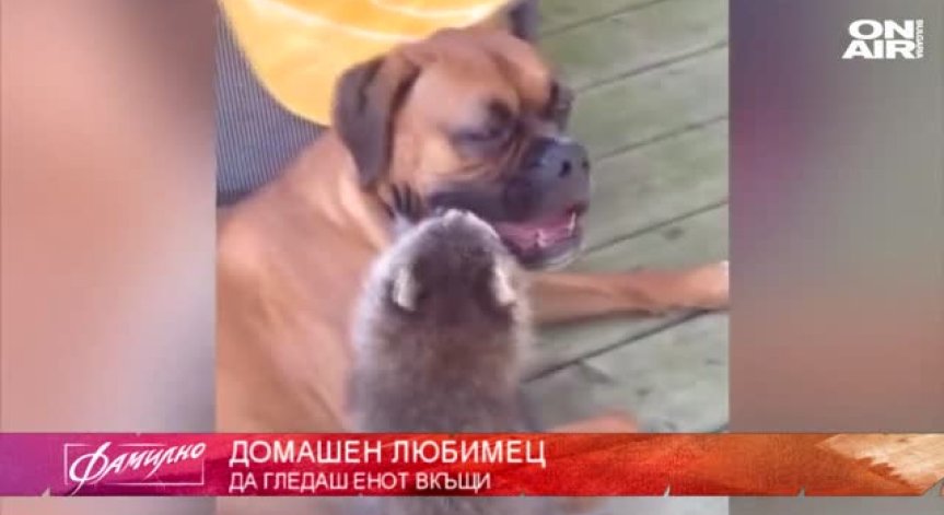 Какво не знаем за енотите?