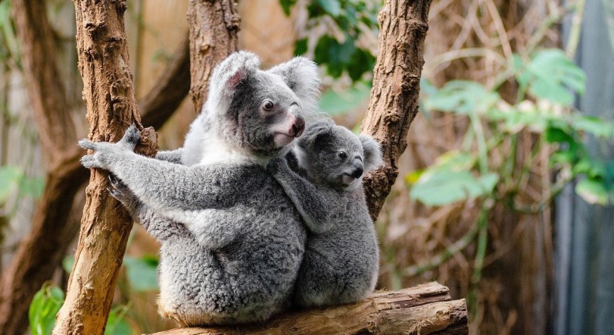 Стресът намалява популацията на коали в Австралия
