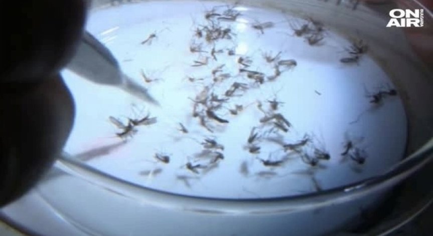 Доказано: Зика предизвиква микроцефалия на плода