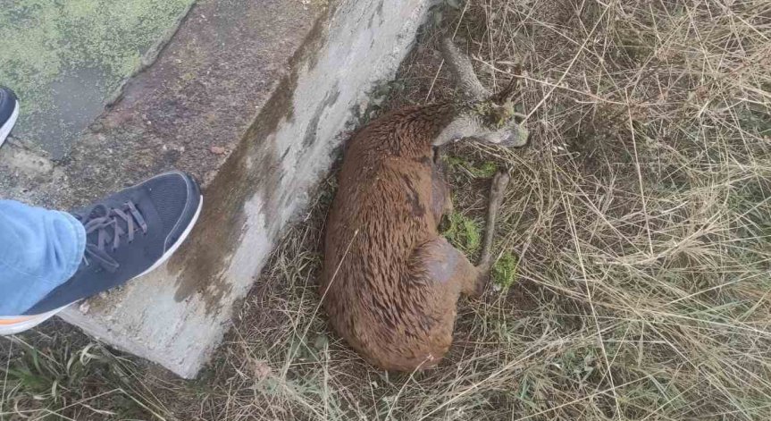 Спасиха сръндак, паднал в бетонен водоем край село Еленово