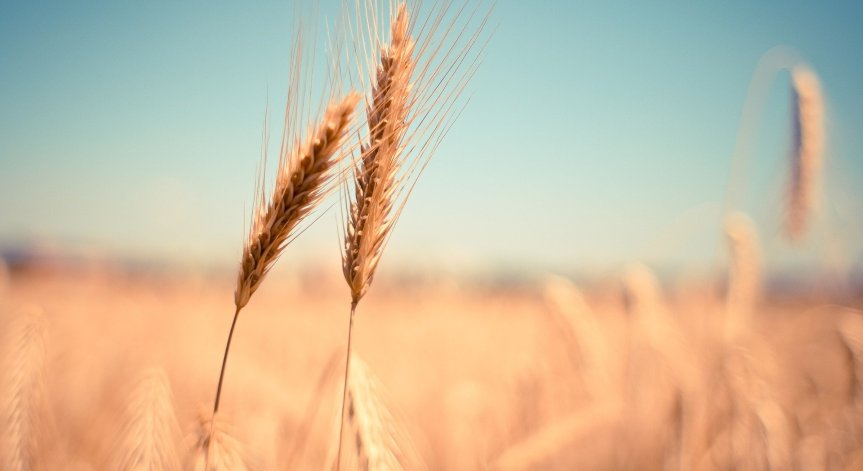 Турски военни преговарят за отваряне на коридори за износ на зърно в Черно море