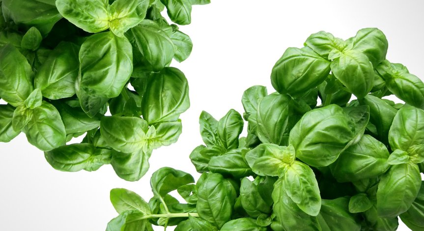 Koи билки са от полза в борбата с коремните мазнини?