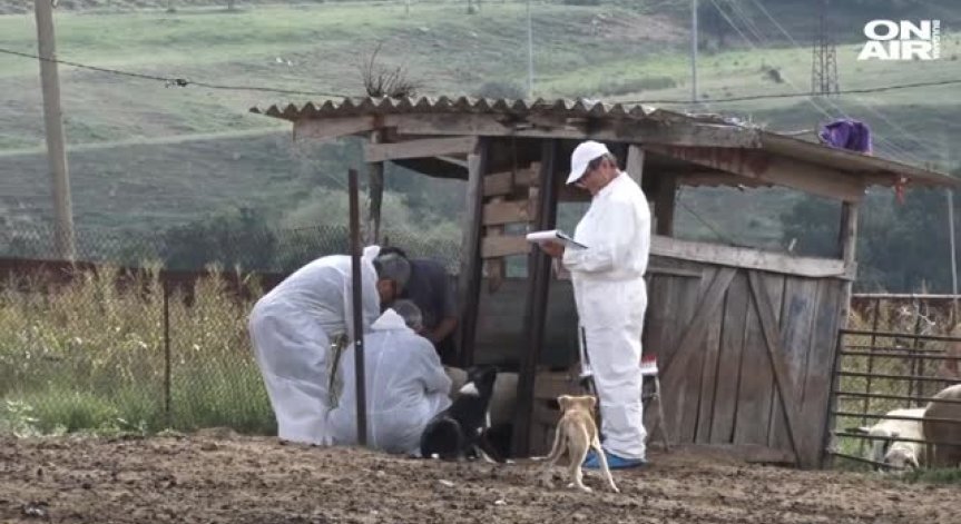 Ветеринарите пак удариха на камък с взимането на проби в Болярово