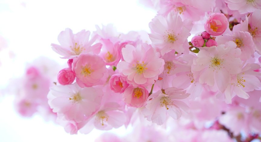 По фъншуи: Кои цветя привличат положителна енергия?