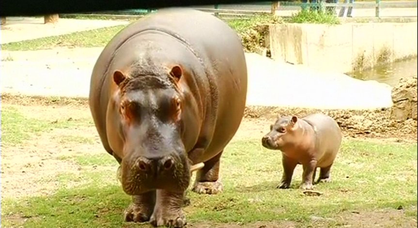 Бебета жираф и хипопотам бяха представени в мексикански зоопарк