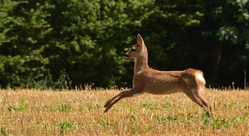 Авариен екип спаси малка ранена сърничка в София