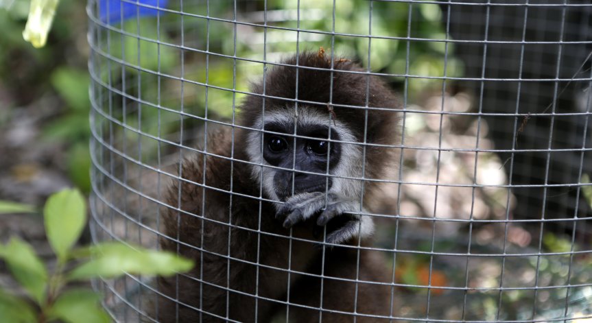Унищожаваме местообитанията на животните, те ни отвръщат с вируси