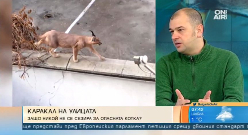 Каракал се разхожда по улиците в Пловдив. Чия е отговорността?