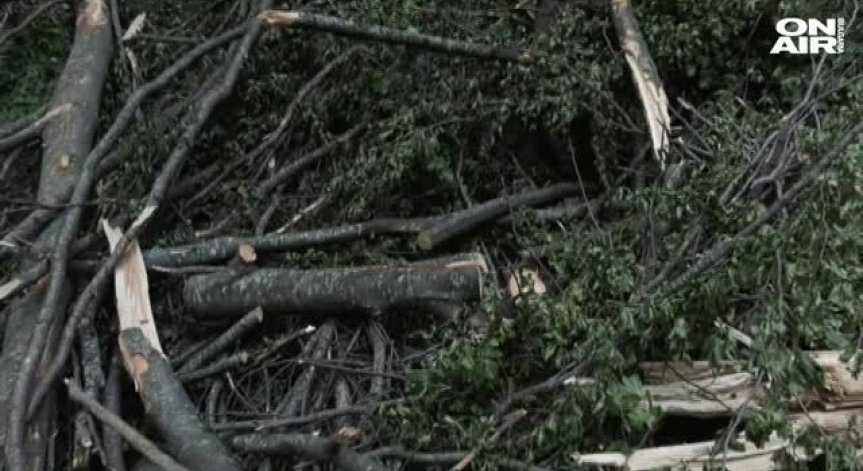 Мъж е с опасност за живота, след като дърво падна върху него 