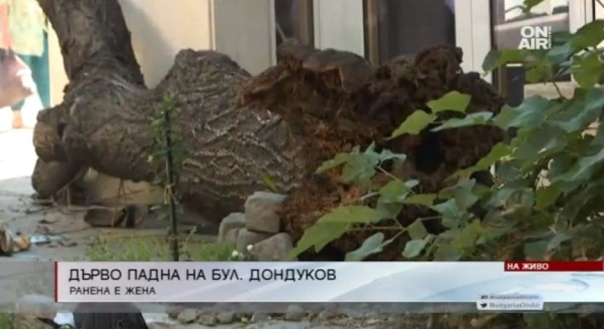 Паднало дърво рани жена в София