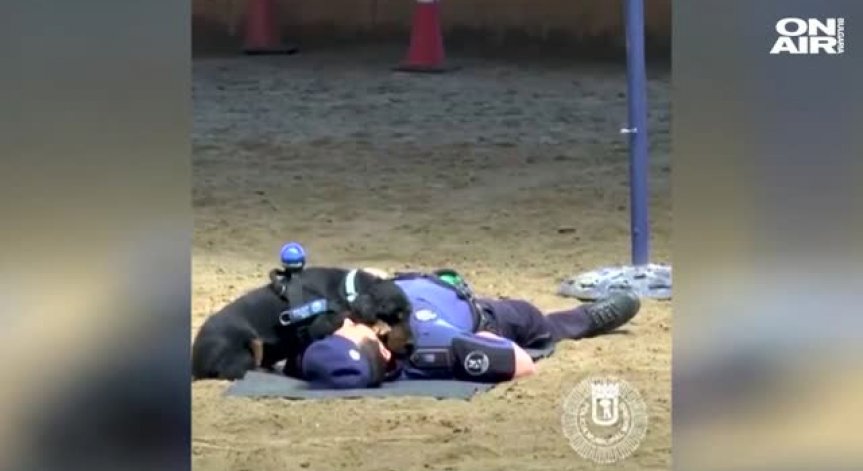 Кучето Пончо завладя Интернет - оказа първа помощ на дресьора си