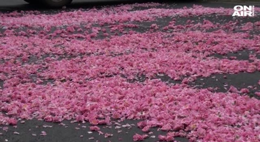 Пътна блокада в Карловско: Розопроизводителите излязоха на протест