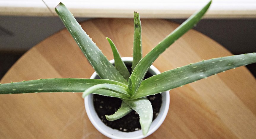 Какви ползи за здравето ни носи алоето?