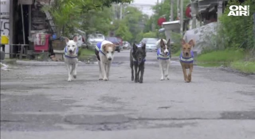 Улиците на Тайланд вече по-безопасни, благодарение на бездомните кучета