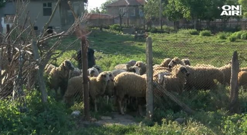 Какво представлява чумата по животните и защо е толкова опасна?