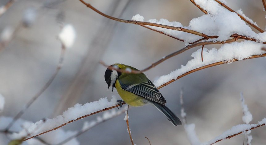 Рязка промяна във времето - посрещаме събота с обилни снеговалежи и виелици