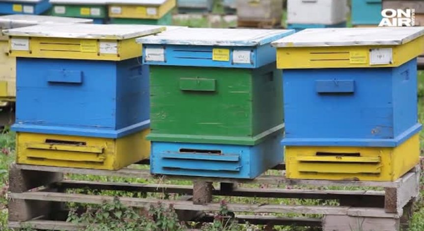 Над 300 пчелни семейства са натровени в землищата на две добрички села