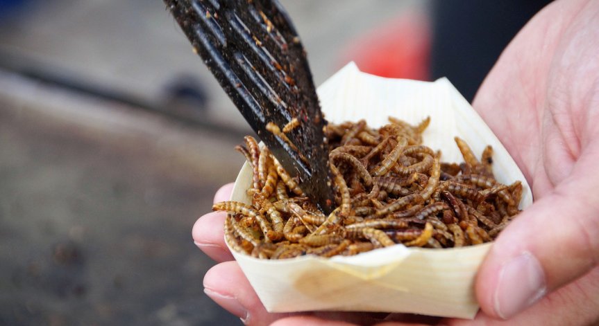 Бизнес за милиарди: Насекоми и червеи влизат в менюто на европейците