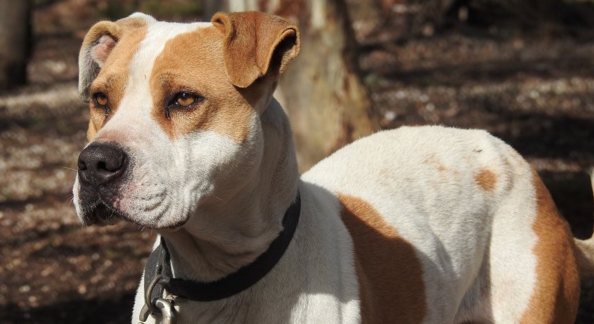 Питбул нападна малко кученце в близост до детска градина