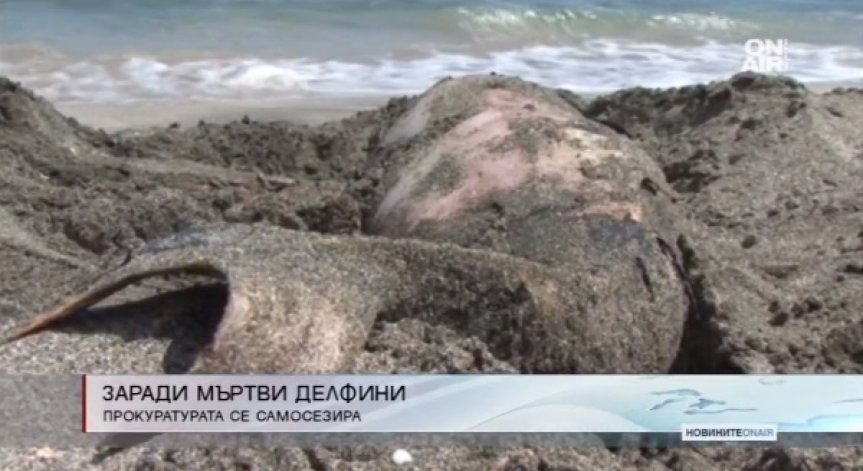 Прокуратурата се самосезира заради мъртвите делфини