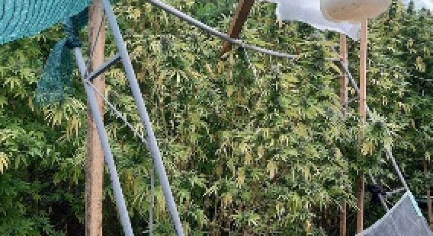 Полицаи разбиха наркооранжерия в село Горно Павликене