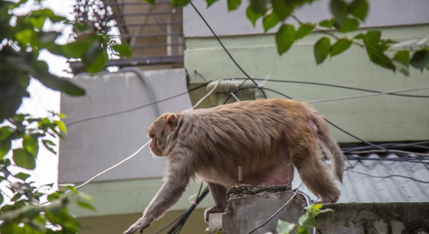 Маймуна уби мъж с тухла