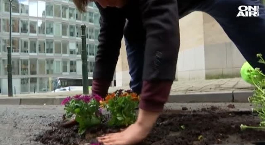 Нестандартна идея: В Брюксел засадиха дупките по пътищата с цветя