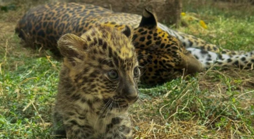 Снимка: Varna Zoo / Facebook