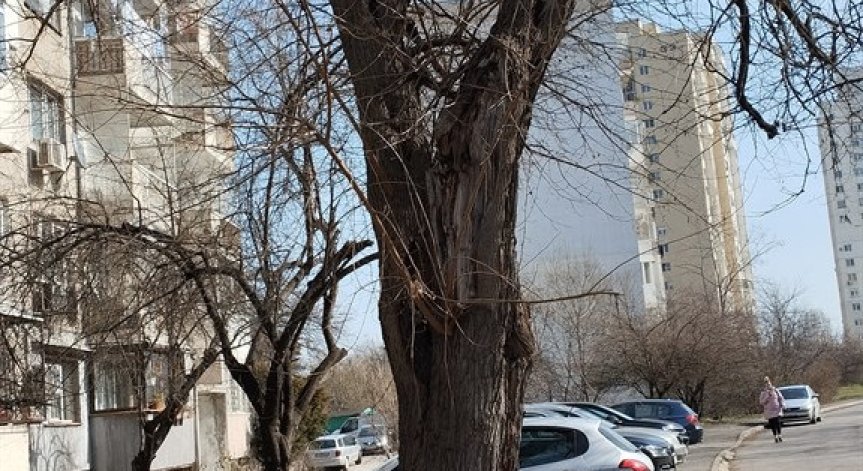 Опасни дървета в София, реакция от общините няма