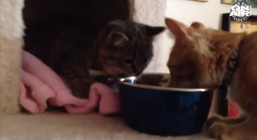 Задружни, дори и в обяда