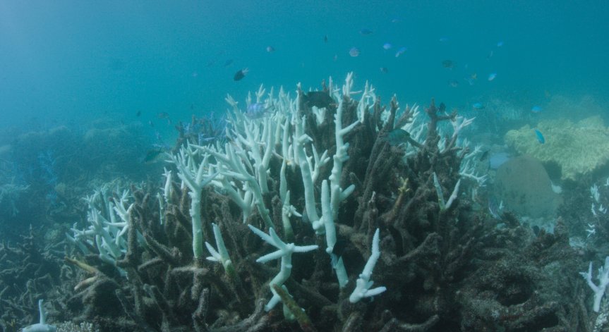 Тревожно: Само 2% от Големия бариерен риф остава незасегнат, риби губят цвета си