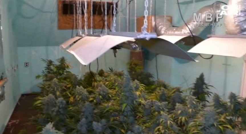 Акция в Шумен: Разкриха оранжерия за марихуана