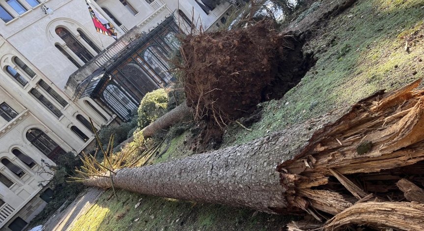 Огромни борове паднаха в дворцовия парк 