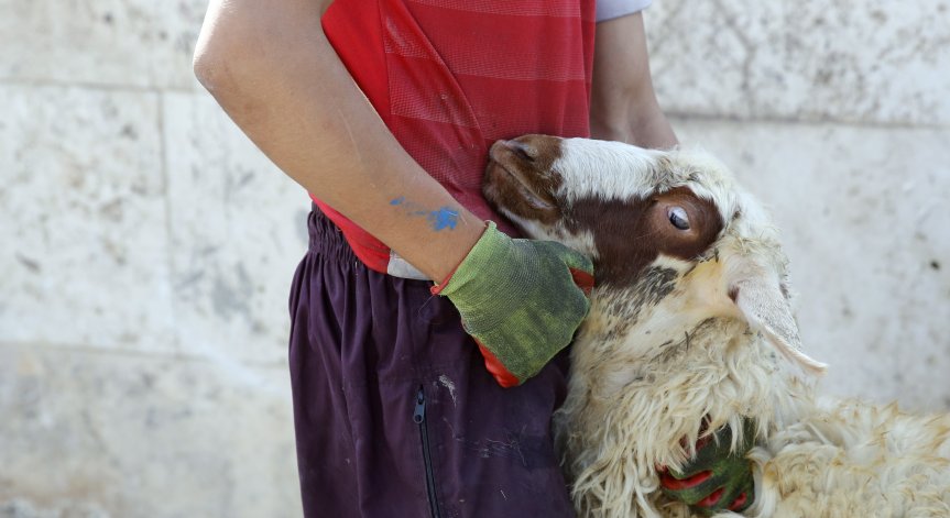 Разтърсващи кадри на измъчени животни: Бруталният им път до чинията