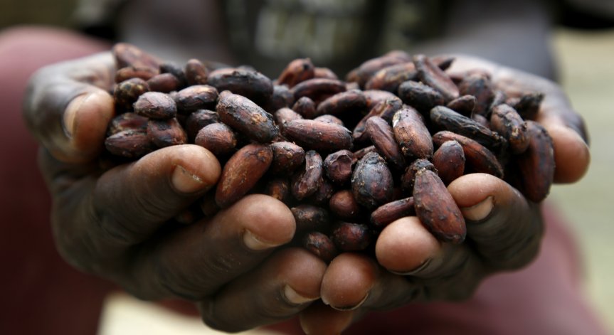 Добивът на какао удари 13-годишно дъно, суша и наводнения съсипват реколтата