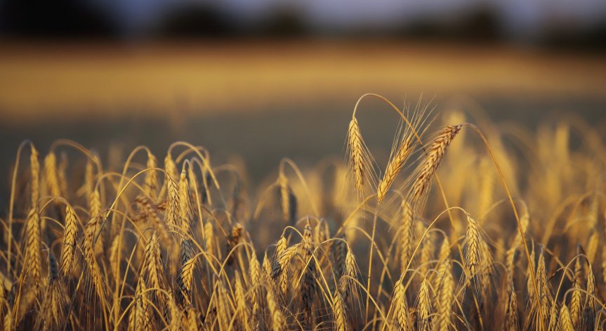 Германия пуска влакове за транспортиране на украинско зърно до пристанищата