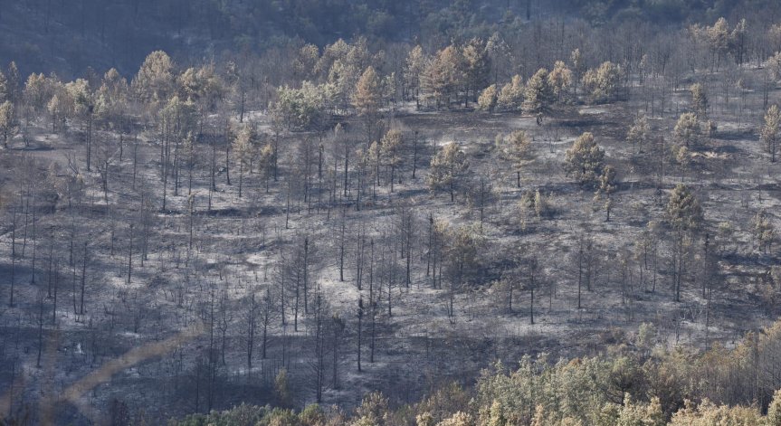 Около 30 хиляди декара е площта, засегната от големия пожар в Пирин. 