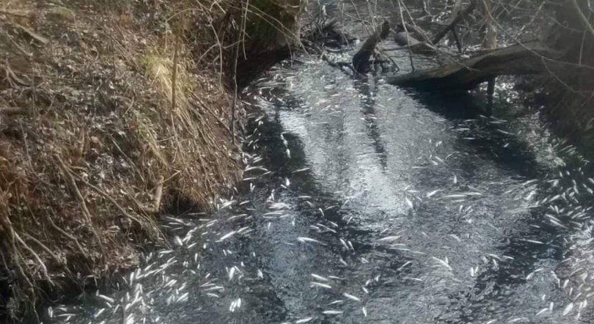 Токсично вещество е изтребило рибата в язовира край с. Жегларци